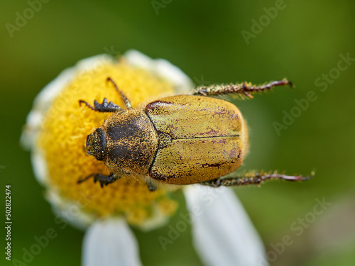 Monkey beetle on a flower. Genus hoplia.     photo