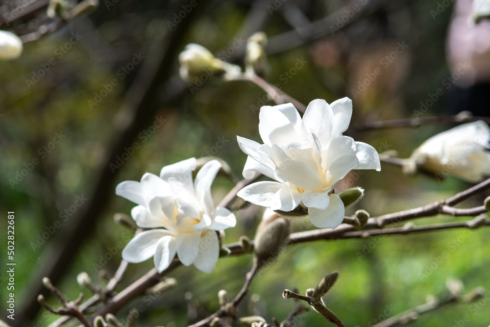 White magnolia flowers on a branch close-up. Beautiful blooming spring tree in the park	