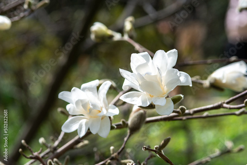 White magnolia flowers on a branch close-up. Beautiful blooming spring tree in the park 