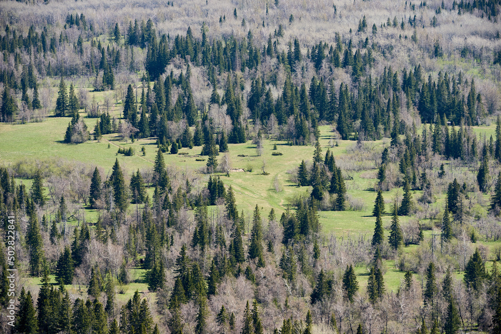 Nature untouched by man. Sparse mixed forest with pines and birches, aerial view. Zyuratkul national park, the Urals, Russia