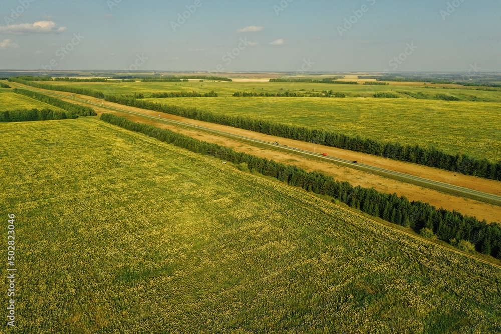 Agricultural green fields growing near road in summertime. Farming natural background. Aerial view, drone photography