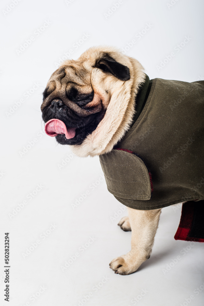 Cute pug licks at the glance. Pups dressed in a waterproof pouch. Vertical dog portrait on a white background. Pugs in motion