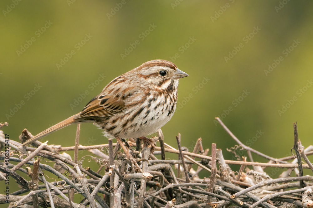 Small Song Sparrow in my grapevine Small Song Sparrow in my grapevine