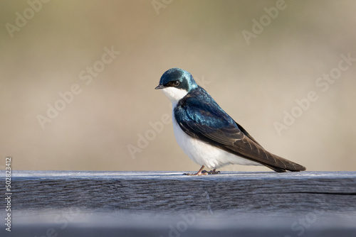 Small and colorful Tree Swallow on a blurred background