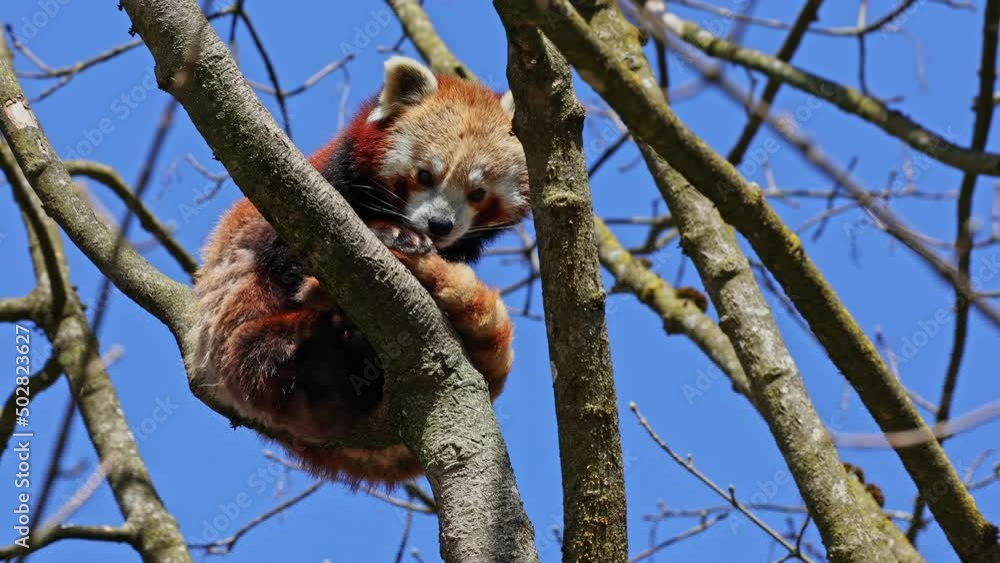 The red panda, Ailurus fulgens, also called the lesser panda and the red cat-bear sitting on a tree. The red panda, Ailurus fulgens, also called the lesser panda and the red cat-bear sitting on a tree.