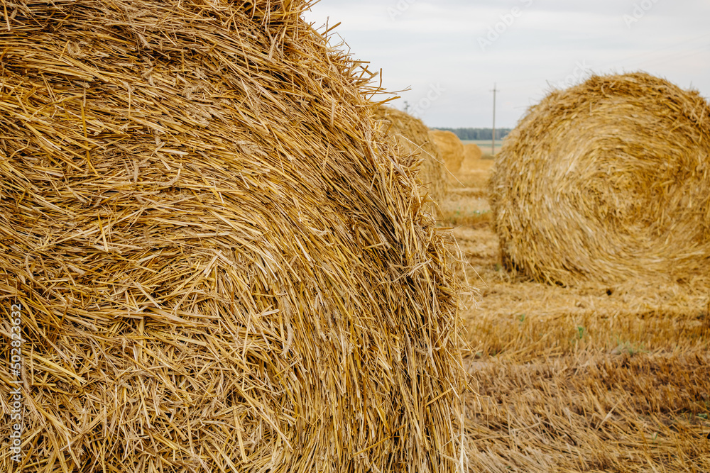 Bright golden texture of cut and scattered straw.
Yellow golden straw bales of hay in stubble, agricultural field under blue sky with clouds
Bright golden texture of cut and scattered straw.
Yellow golden straw bales of hay in stubble, agricultural field under blue sky with clouds