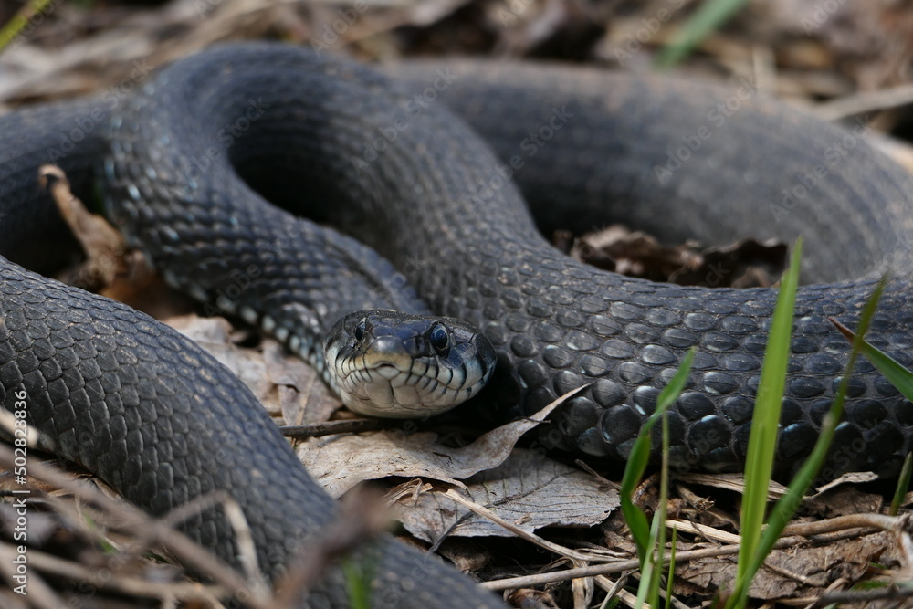 A snake, a large snake in the spring forest, in dry grass in its natural habitat, basking in the sun. A snake, a large snake in the spring forest, in dry grass in its natural habitat, basking in the sun.