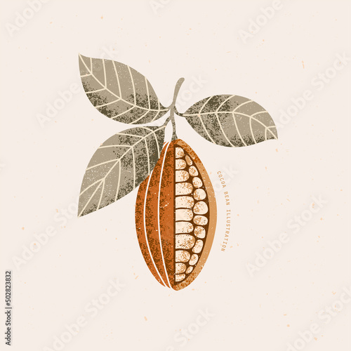 Chocolate cocoa bean botanical illustration. Colored vintage textured cacao fruit with leaves. Vector illustration