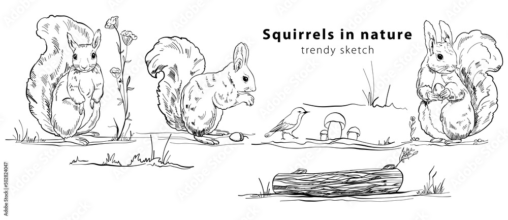 Fototapeta premium Banner with cute squirrels in different poses, on a log, with a nut with a bird