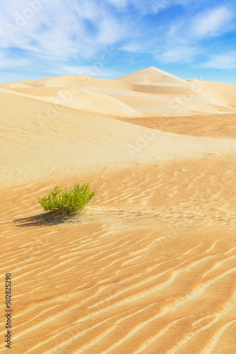 Dunes and colored sands of the Rub al-Khali desert.