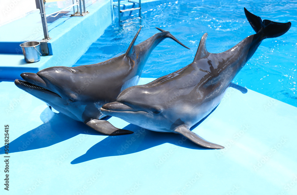 Obraz na płótnie Cute grey dolphins at poolside on sunny day w salonie