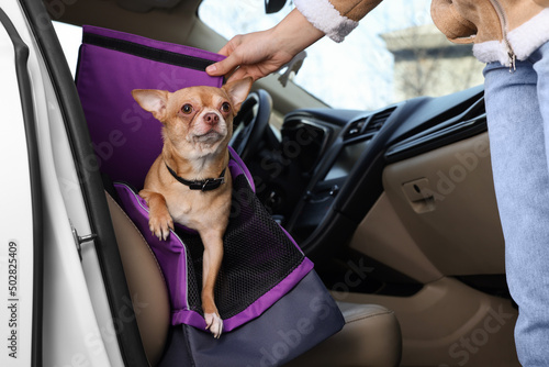 Owner transporting her dog  closeup. Chihuahua in pet carrier