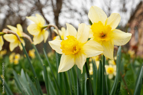 Beautiful blooming daffodils growing in garden, closeup. Spring flower