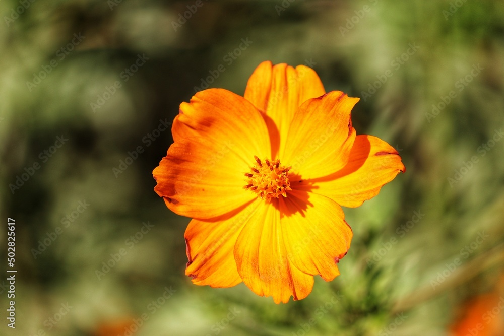 Photography of beautiful plants in the garden. Photography of beautiful plants in the garden.