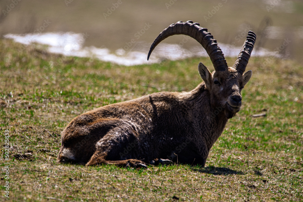 Male ibex on Creux du Van in Switzerland