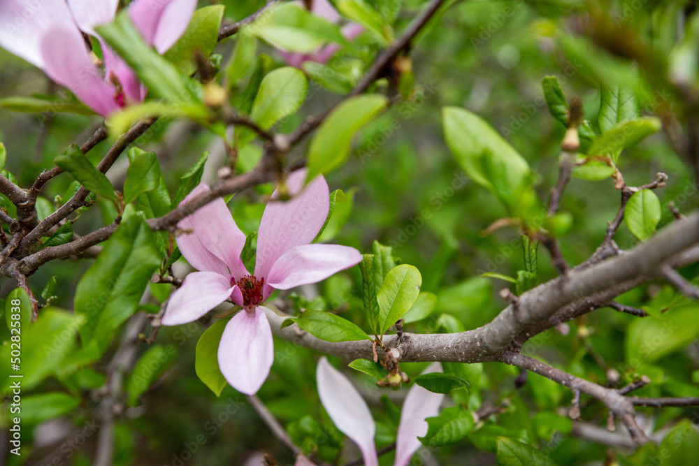 Flowering Magnolia tree closeup green leaves pink blossoms