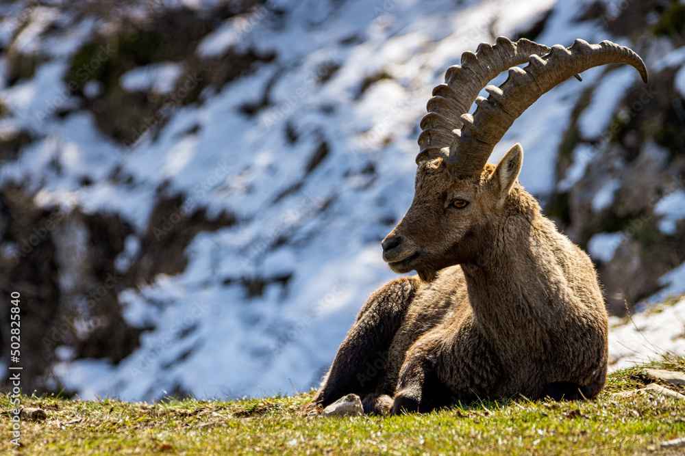 Male ibex on Creux du Van in Switzerland
