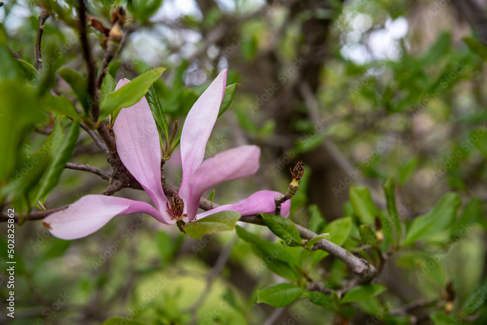 Pink Magnolia flower closeup on green tree branch  bokeh background