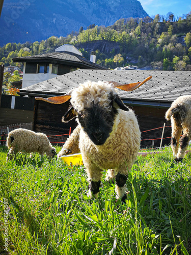 Young Valais black nose sheep in Upper Valais in Switzerland
