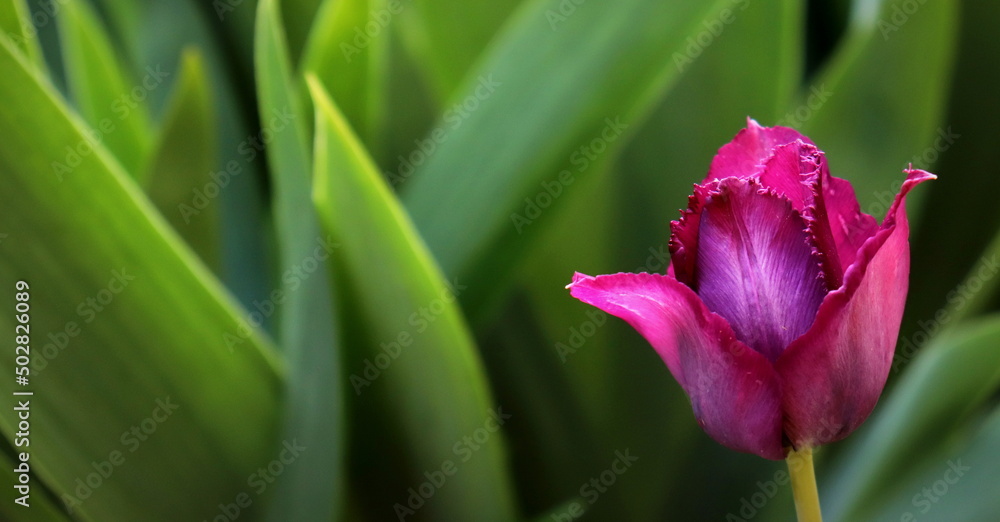 Naklejka premium a purple tulip flower on a green background close-up is a selective focus.