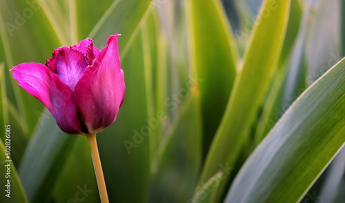 a purple tulip flower on a green background close-up is a selective focus.