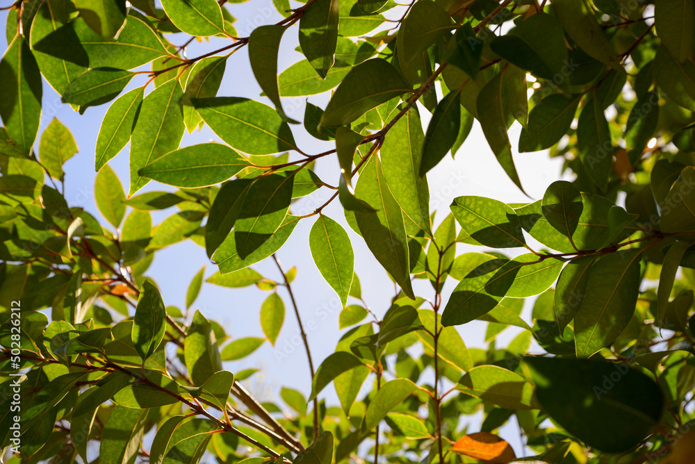 Closeup view of tree with lush green foliage outdoors on sunny day