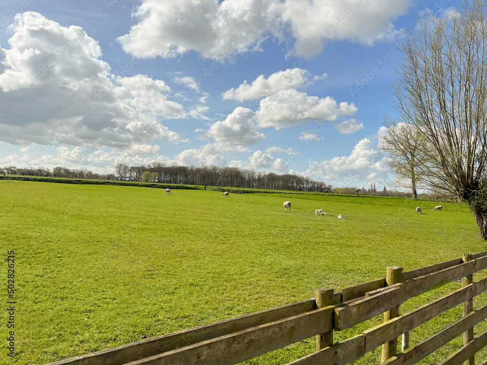 Beautiful rural landscape with sheep grazing on green field Beautiful rural landscape with sheep grazing on green field