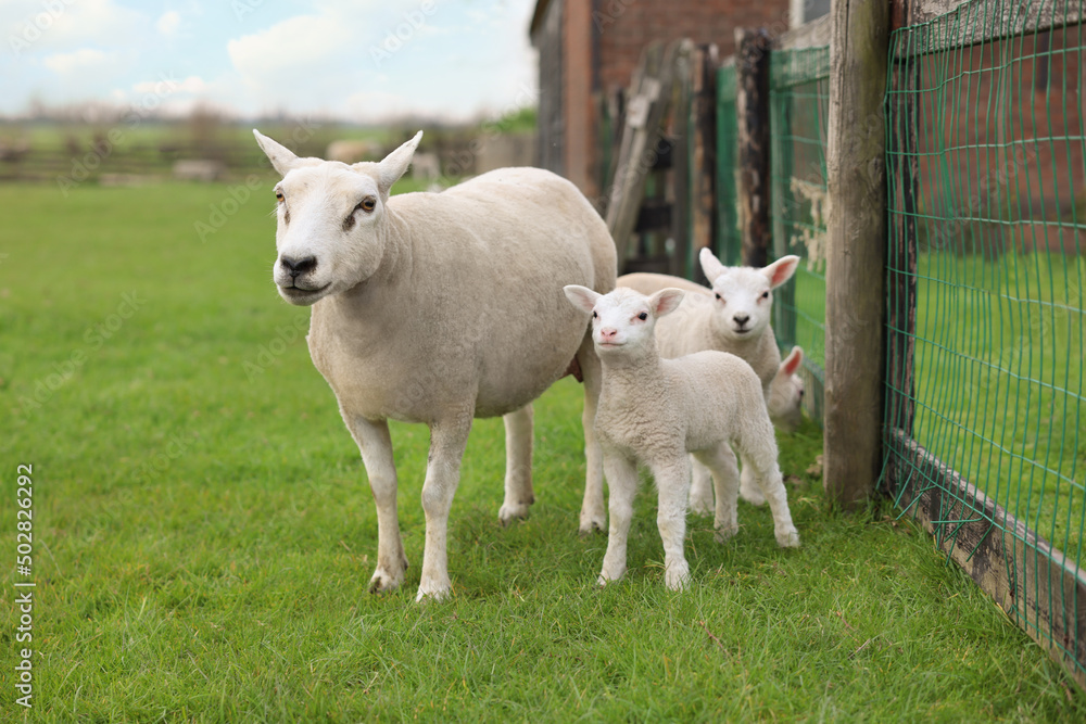 Beautiful sheep with cute lambs near fence in farmyard Beautiful sheep with cute lambs near fence in farmyard