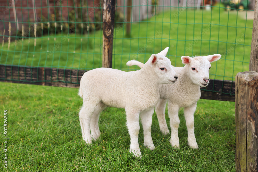 Cute white lambs near fence in farmyard Cute white lambs near fence in farmyard