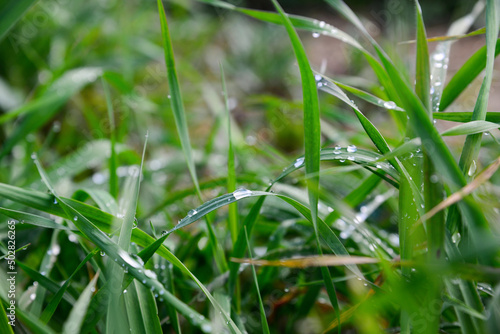 Green grass covered with raindrops growing outdoors, closeup