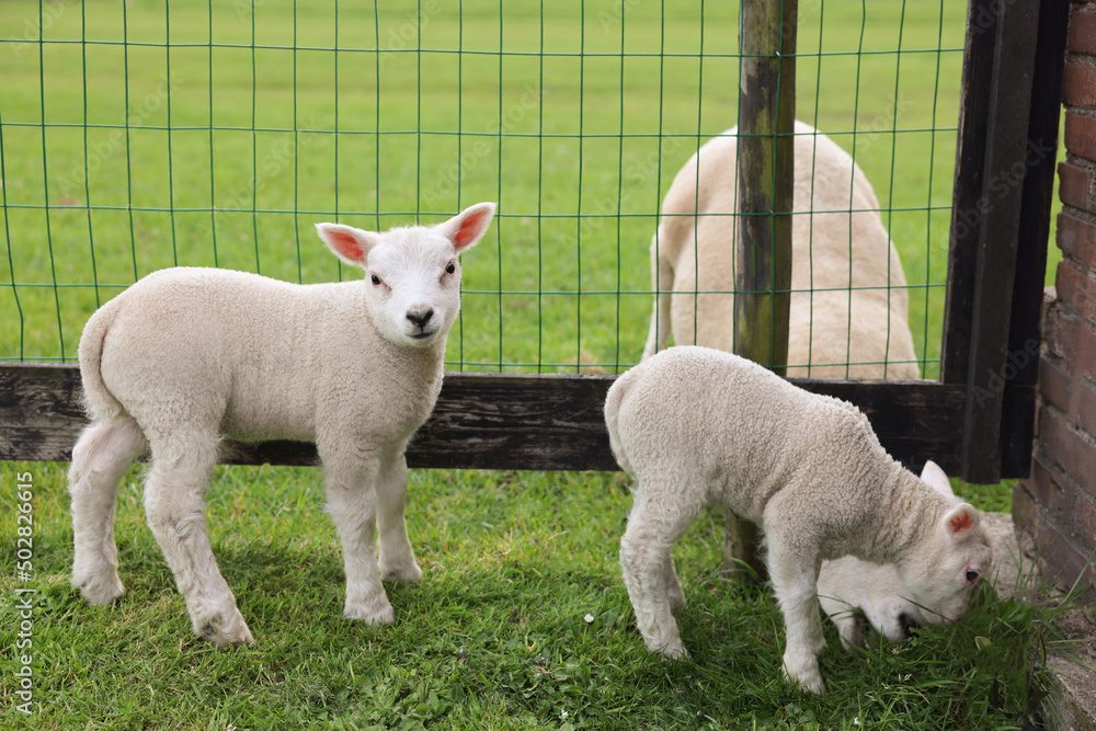 Cute white lambs near fence in farmyard Cute white lambs near fence in farmyard