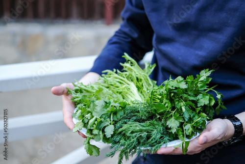 A man holds fresh herbs on a plate. Fresh dill, parsley, cilantro, onion, salad.