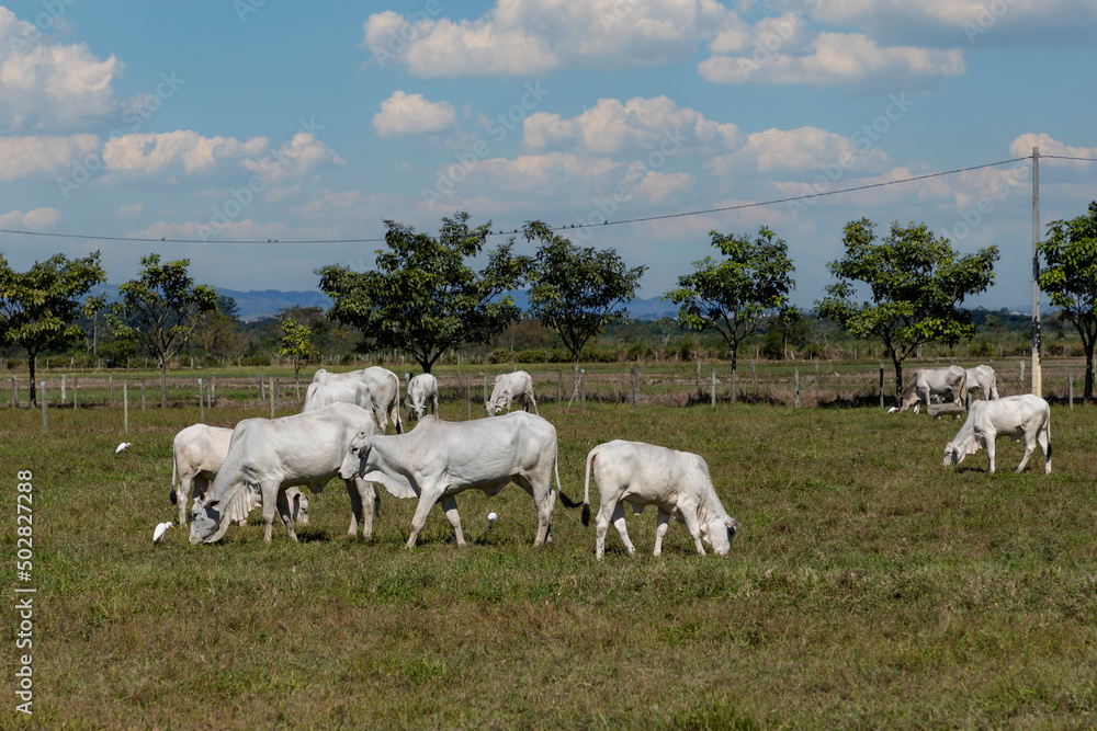 herd of nelore cattle in the pasture herd of nelore cattle in the pasture
