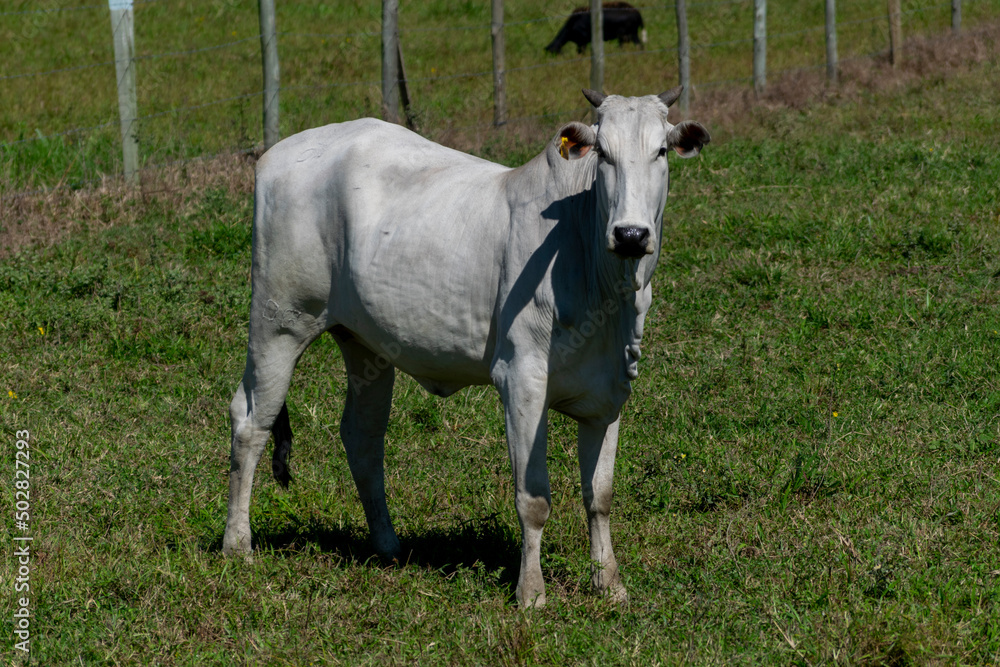 isolated nelore cattle in the pasture isolated nelore cattle in the pasture