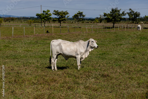 isolated nelore cattle in the pasture
