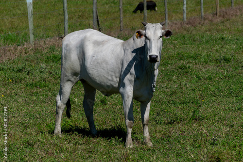 isolated nelore cattle in the pasture