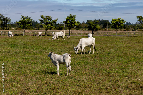 herd of nelore cattle in the pasture