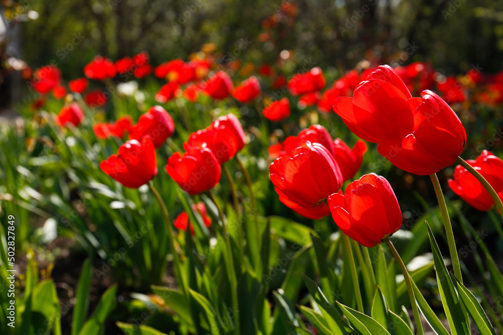 Beautiful bright red tulips outdoors on sunny day, closeup