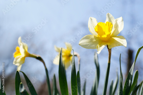 Beautiful yellow daffodils outdoors on spring day, closeup. Space for text