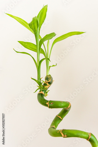 bamboo branch isolated on cream background.