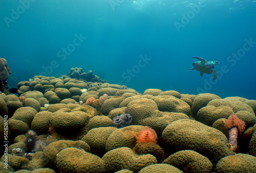 Fotobehang coral reef and turtle , caribbean sea