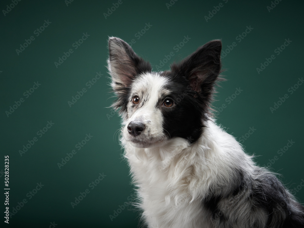 blue marble dog. Happy Border Collie on a green background in studio. love pet