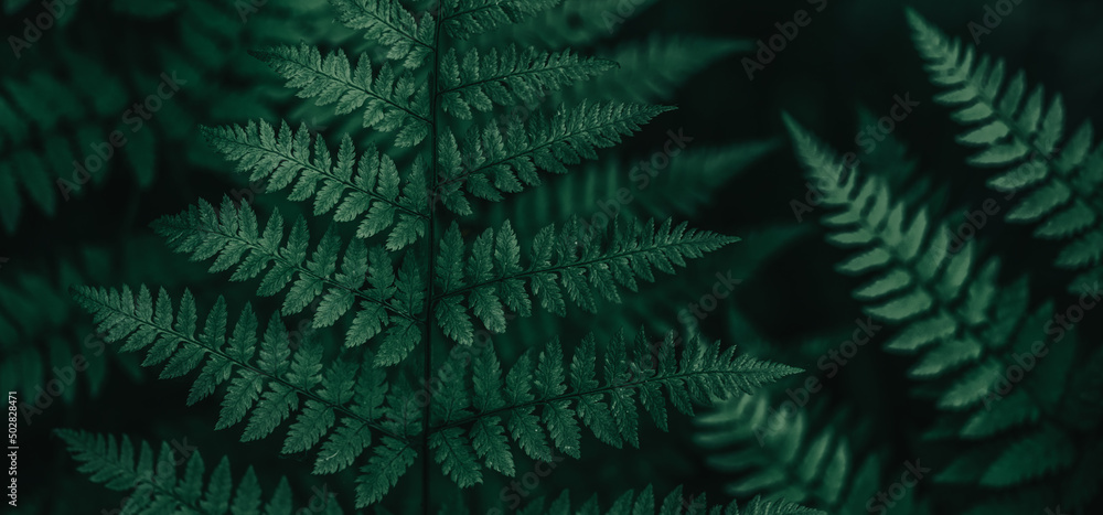 fern leaves 