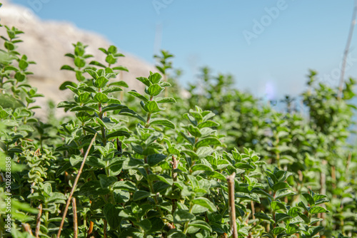 Wild Oregano growing in mountain. Green herb Oregano plant. Copy space for text. 
