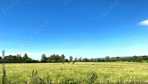 Rural landscape, with horses, trees, and a vivid blue sky in, Fagley, Bradford, UK