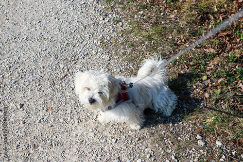 A maltese dog puppy on a walk on a path, sitting on the ground on a rope