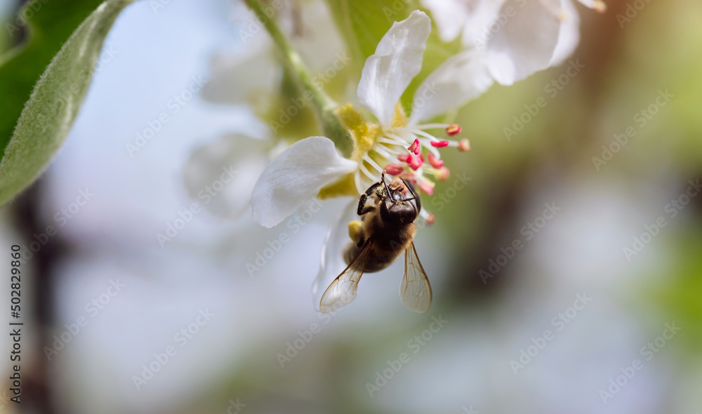 Bee pollinates a blooming flower in spring, close-up Bee pollinates a blooming flower in spring, close-up