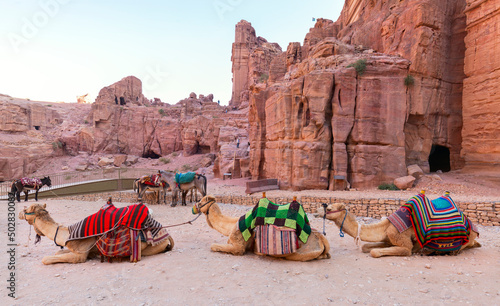 Camel in Petra, Jordan. Big animals red stone rock. Treasury Al-Khazneh, stone rock historic sight in Petra. Camel travel Jordan, Arabia holiday. Stone rock red landscape archaeological site