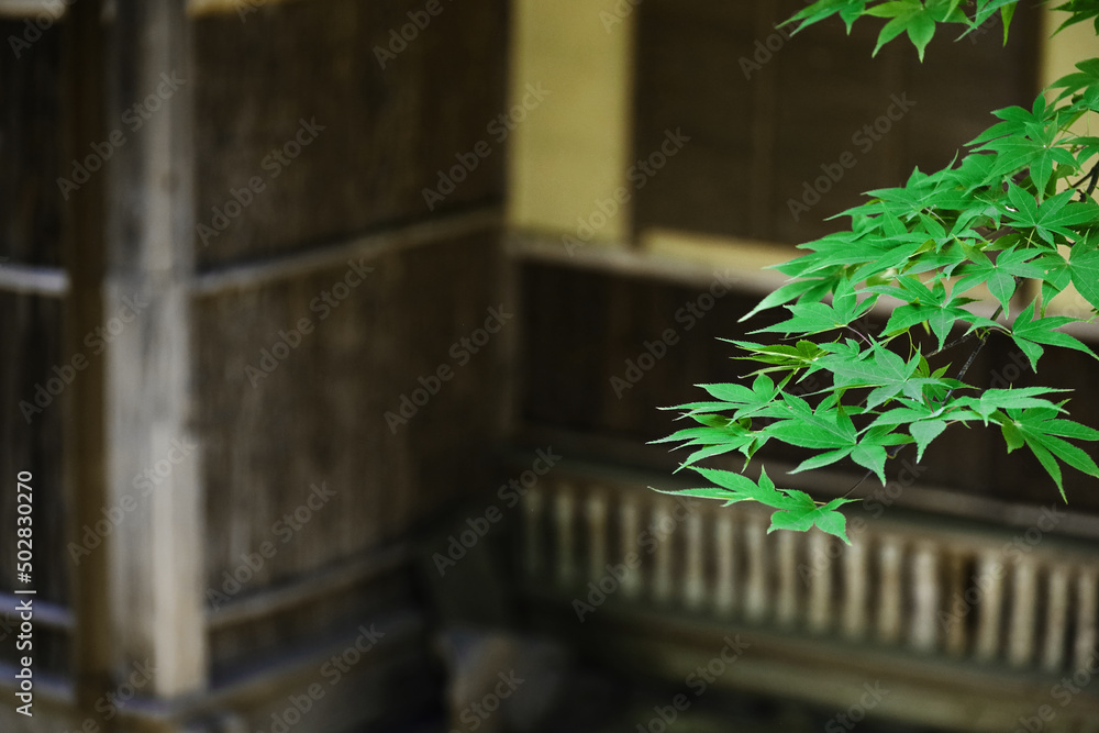Fresh green maple leaves in the backyard of an old Japanese house Fresh green maple leaves in the backyard of an old Japanese house