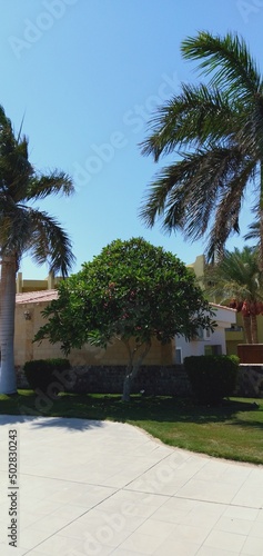palm and tree